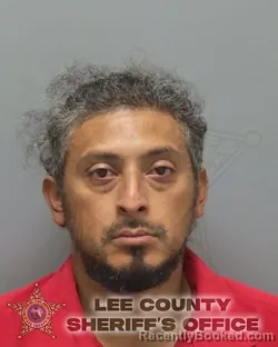 Recent Mugshot Image for ALYSON FERRER in Lee County, Florida